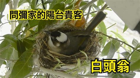 鳥在陽台築巢怎麼辦|野鳥叫聲好滋擾？家中有野鳥築巢怎麼辦？漁護署教你。